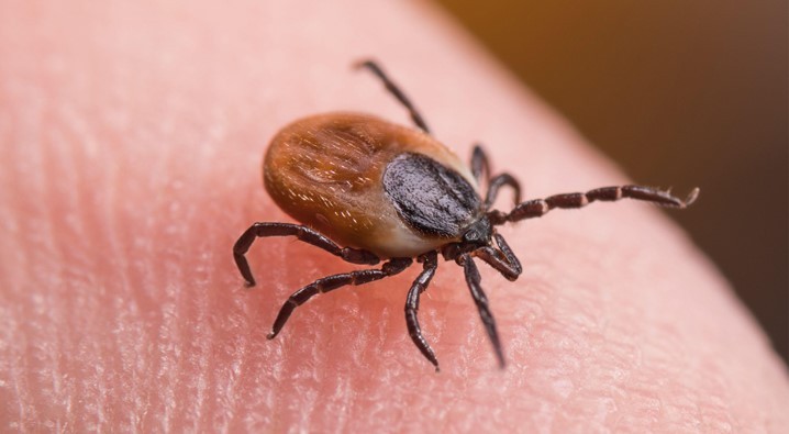 pest control ticks 